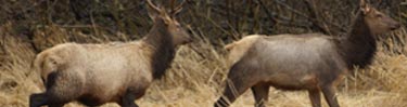 An Elk Bull and Cow in field